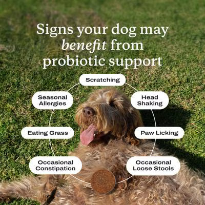 PetLabCo. Probiotics Pork Flavored Soft Chew Supplement for Large Dogs, 30 count Exp. 08/2026