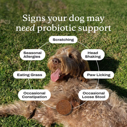 PetLab Co Probiotic Chew Pork Flavor Dogs 12+ Weeks 30 Soft Chews Exp. 08/2026